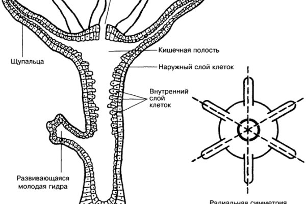 Кракен ссылка 2web